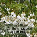 STYRAX japonicus var. jippei-kawamurai 